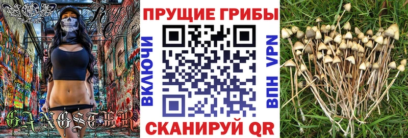 Псилоцибиновые грибы Psilocybe  Томари 